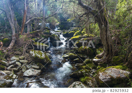 Australia, New South Wales, Creek flowing among rocks in forest at Merritt's Nature Track in Kosciuszko National Park Australia, New South Wales, Creek flowing among rocks in forest at Merritt's Nature Track in Kosciuszko National Park 82925932