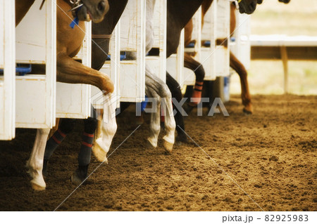 Legs of race horses taking their first step out of starting gate during race 82925983