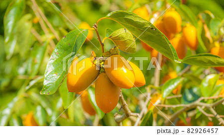 実りの秋　甘くて美味しい筆柿 82926457