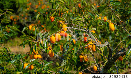 実りの秋　甘くて美味しい筆柿 82926458