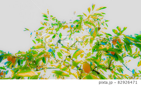 実りの秋　甘くて美味しい筆柿 82926471