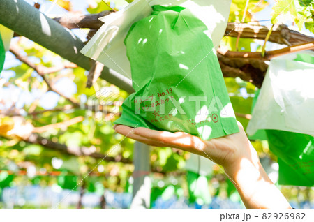 秋が旬シャインマスカット狩り 秋が旬シャインマスカット狩り 82926982