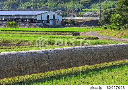 はぜ掛けがある田園風景《厚木市》 はぜ掛けがある田園風景《厚木市》 82927098