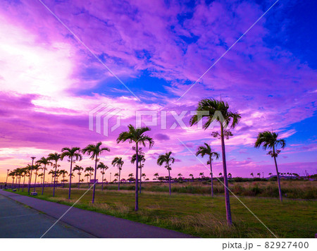 ヤシの木ロード ヤシの木ロード 82927400