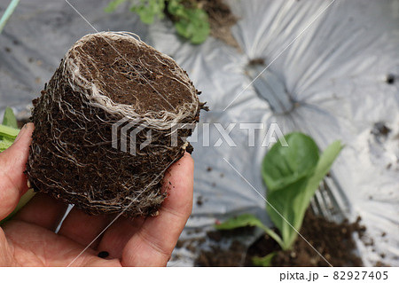 白菜の害虫被害 82927405