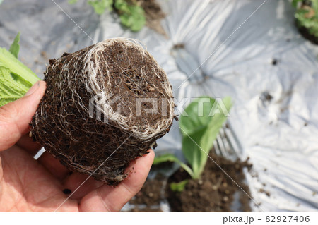 白菜の害虫被害 82927406