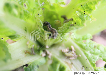 白菜の害虫被害 82927408