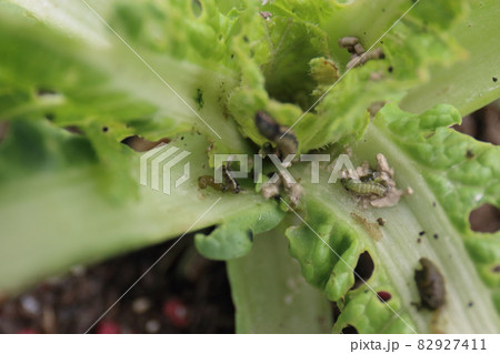 白菜の害虫被害 82927411
