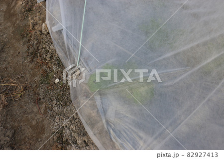 白菜の害虫被害 82927413