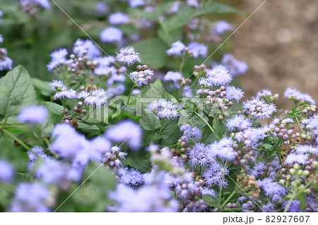 紫色の西洋藤袴(セイヨウフジバカマ)の花 紫色の西洋藤袴(セイヨウフジバカマ)の花 82927607