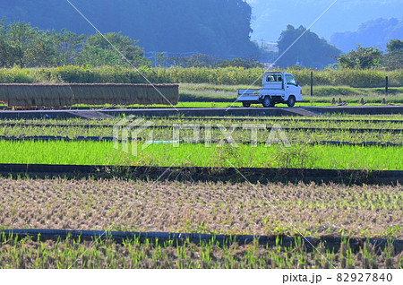 箕輪耕地の農耕風景《愛川町》 82927840