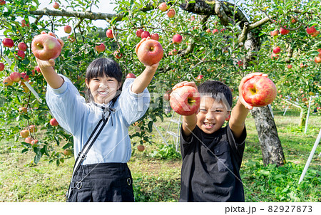 10月にりんご狩りをする小学生の男の子と女の子 10月にりんご狩りをする小学生の男の子と女の子 82927873