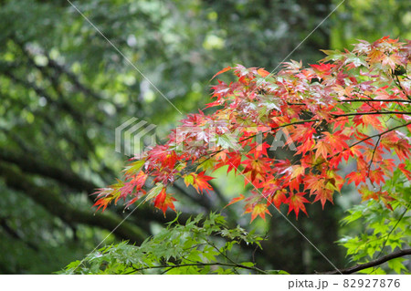 雨のもみじ 82927876