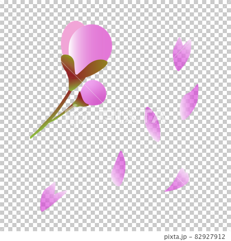 Illustration set of two pink cherry blossom buds and dancing petals Illustration set of two pink cherry blossom buds and dancing petals 82927912