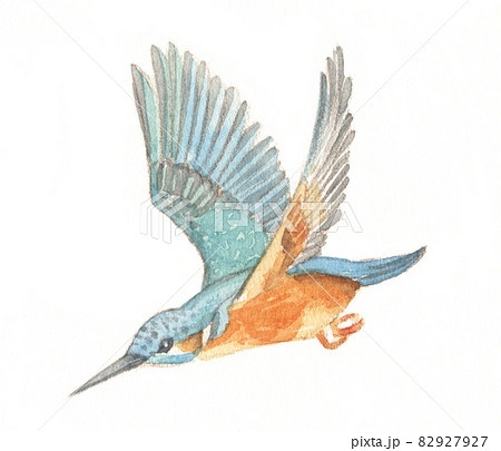 水彩：カワセミのイラスト素材 [82927927] - PIXTA