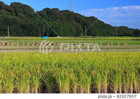 初秋の箕輪耕地の景観《愛川町》 82927957