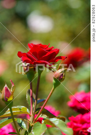 薔薇 82928063