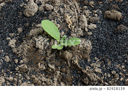 キャベツ定植もみがら燻炭マルチ キャベツ定植もみがら燻炭マルチ 82928139