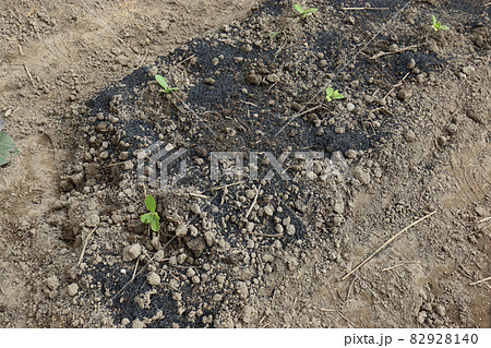 キャベツ定植もみがら燻炭マルチ キャベツ定植もみがら燻炭マルチ 82928140