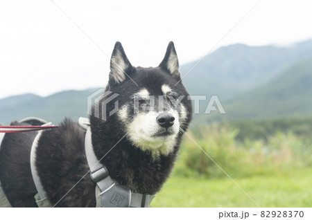 レジャーを楽しむ黒柴犬 レジャーを楽しむ黒柴犬 82928370