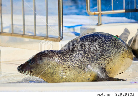 越前松島水族館 越前松島水族館 82929203