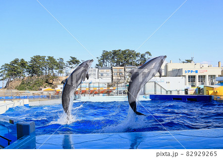 越前松島水族館 越前松島水族館 82929265