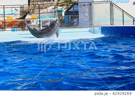 越前松島水族館 82929269
