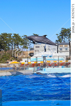 越前松島水族館 82929271
