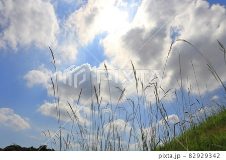 雲と青空と太陽　イネ科の植物 82929342
