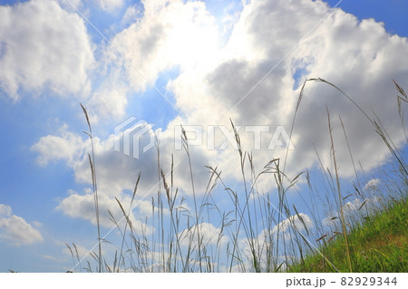 雲と青空と太陽　イネ科の植物 82929344
