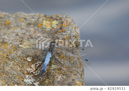 Southern skimmer dragonfly - Orthetrum brunneum Southern skimmer dragonfly - Orthetrum brunneum 82929531