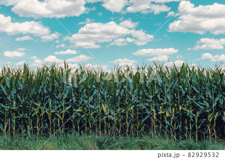 green field of corn growing up green field of corn growing up 82929532