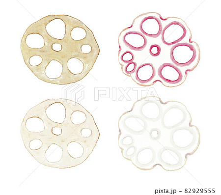 水彩で描いた色々な蓮根のイラストセット 水彩で描いた色々な蓮根のイラストセット 82929555