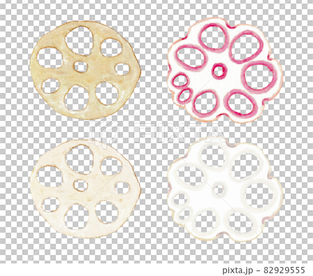 水彩で描いた色々な蓮根のイラストセット 水彩で描いた色々な蓮根のイラストセット 82929555