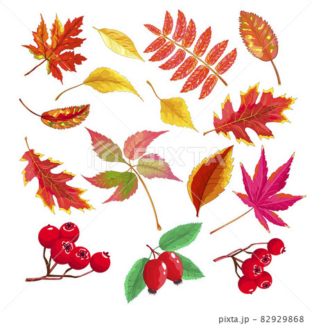 Autumn leaves and berries Autumn leaves and berries 82929868
