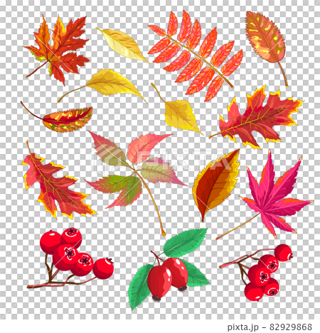 Autumn leaves and berries 82929868