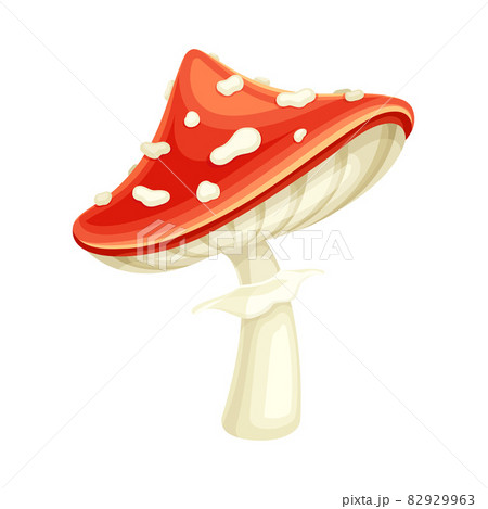 Red poisonous forest Amanita mushroom vector illustration on white background 82929963