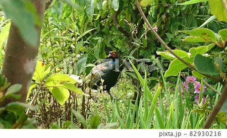 庭を散歩する野生のキジ 82930216