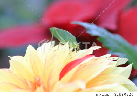 ダリアの花とキリギリス 82930220