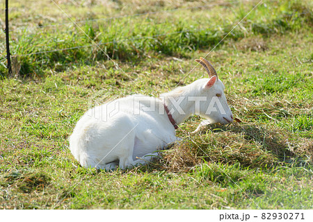 山羊 山羊 82930271