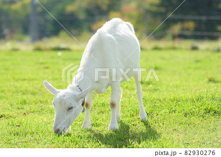 山羊 82930276