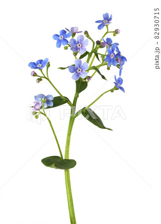 Blue forget-me-not flowers isolated Blue forget-me-not flowers isolated 82930715