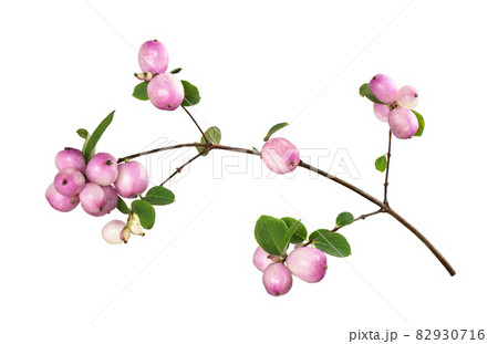 Snowberries (Symphoricarpos pink) with green leaves isolated Snowberries (Symphoricarpos pink) with green leaves isolated 82930716