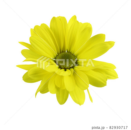 Yellow chrysanthemum flower isolated Yellow chrysanthemum flower isolated 82930717