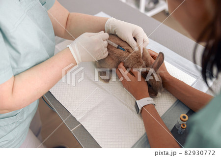 Female veterinarian vaccinates bunny with nurse assistance at table in modern clinic Female veterinarian vaccinates bunny with nurse assistance at table in modern clinic 82930772