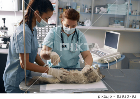 Veterinarian with intern take care of fluffy grey cat in modern hospital Veterinarian with intern take care of fluffy grey cat in modern hospital 82930792