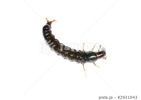 ヒゲナガカワトビケラの幼虫のクロカワムシ 82931043