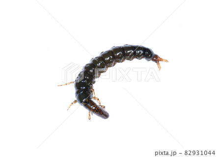 ヒゲナガカワトビケラの幼虫のクロカワムシ 82931044