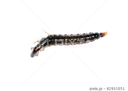 ヒゲナガカワトビケラの幼虫のクロカワムシ ヒゲナガカワトビケラの幼虫のクロカワムシ 82931051