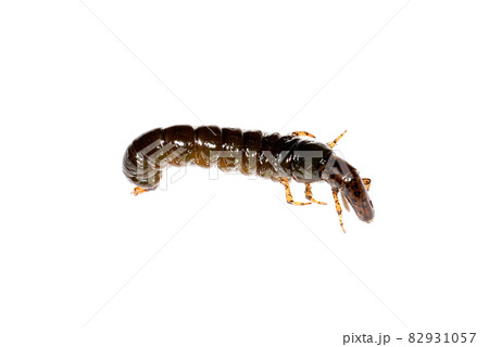 ヒゲナガカワトビケラの幼虫のクロカワムシ ヒゲナガカワトビケラの幼虫のクロカワムシ 82931057